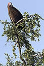 Vulture  Okavango